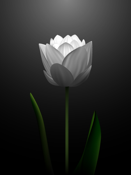 free vector White tulips vector 2
